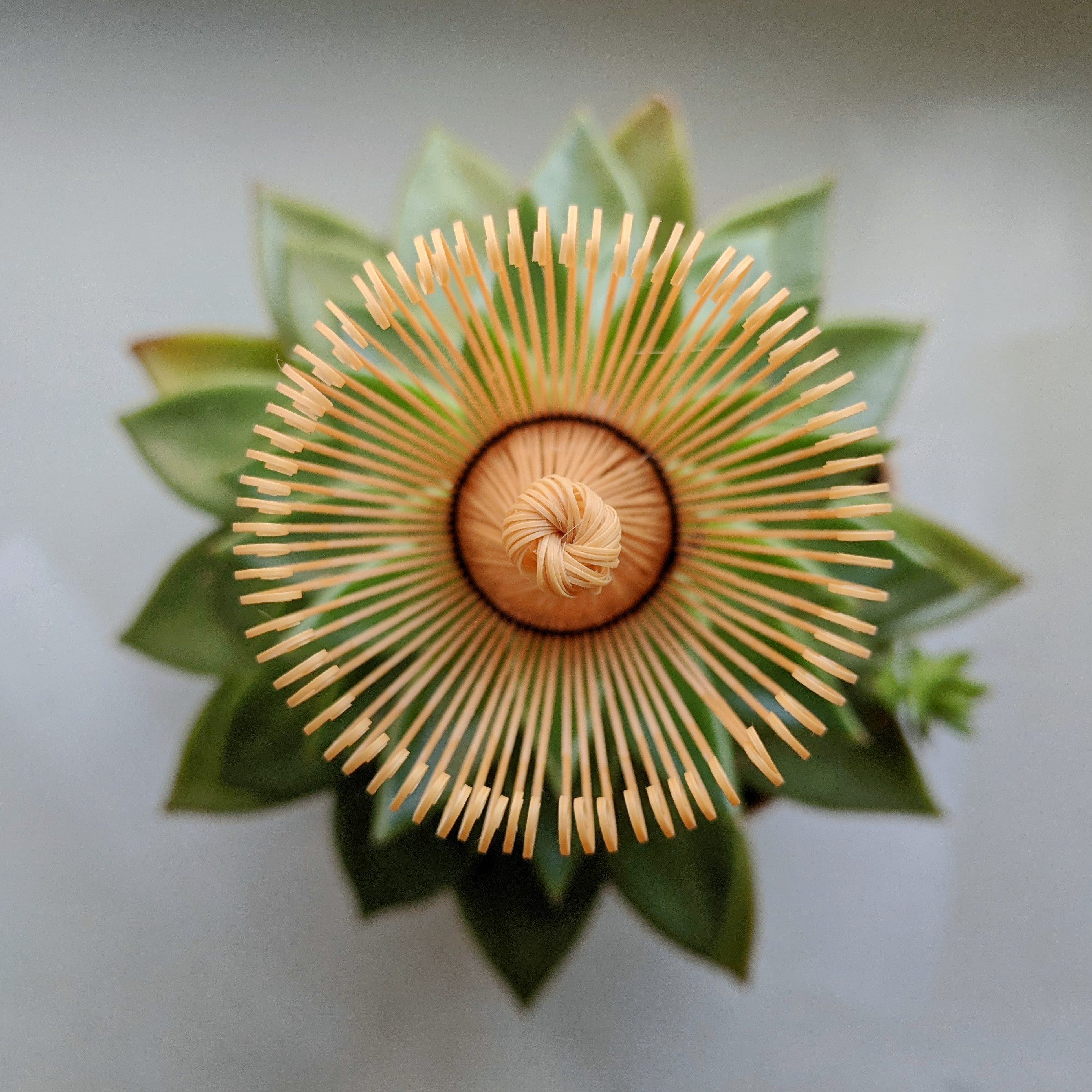 Everything You Need To Know About Matcha Whisks